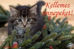 kellemes ünnepeket cicás fenyő