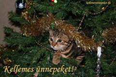 kellemes ünnepeket cicás vicces