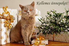kellemes ünnepeket cicás ajándék