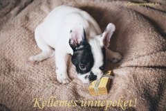 kellemes ünnepeket ajándék francia bulldog