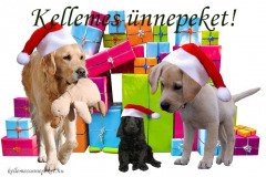 kellemes ünnepeket kutya ajándék