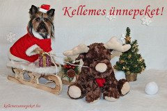 kellemes ünnepeket kutya yorki
