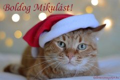 boldog mikulást cicás