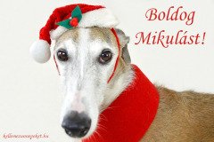 boldog mikulást kutyás