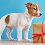 Mennyire jó öltet karácsonyra kutyát adni ajándékba?